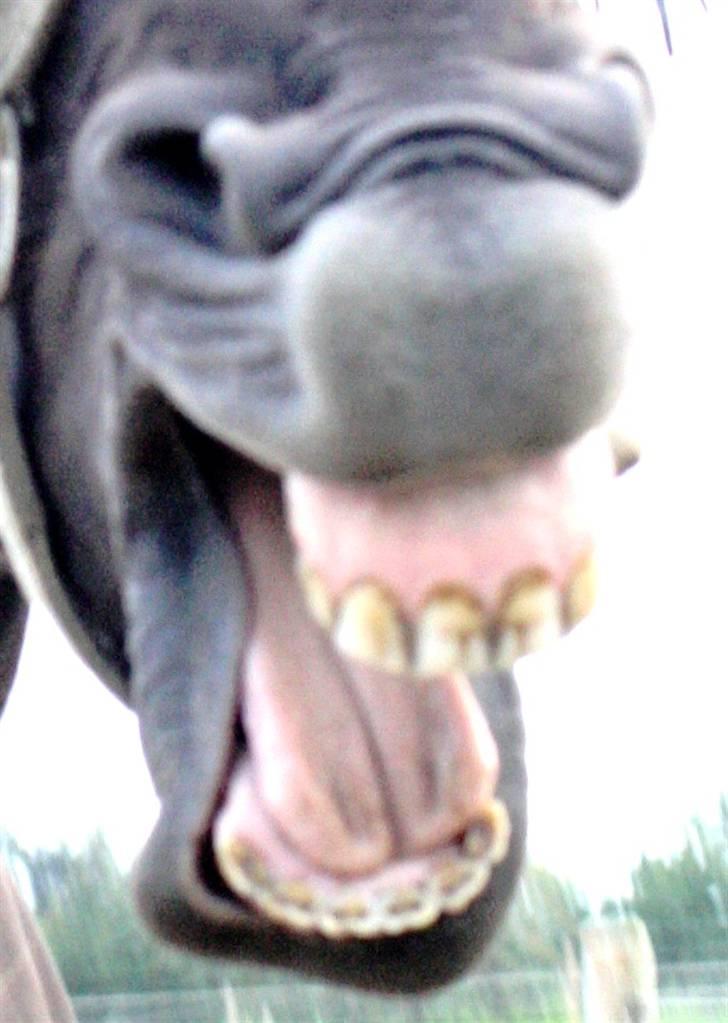 Oldenborg Dea gammel part.  - hehe se mine fine bisser <3 undskyld at det er lidt dårlig kvalitet <3 billede 16