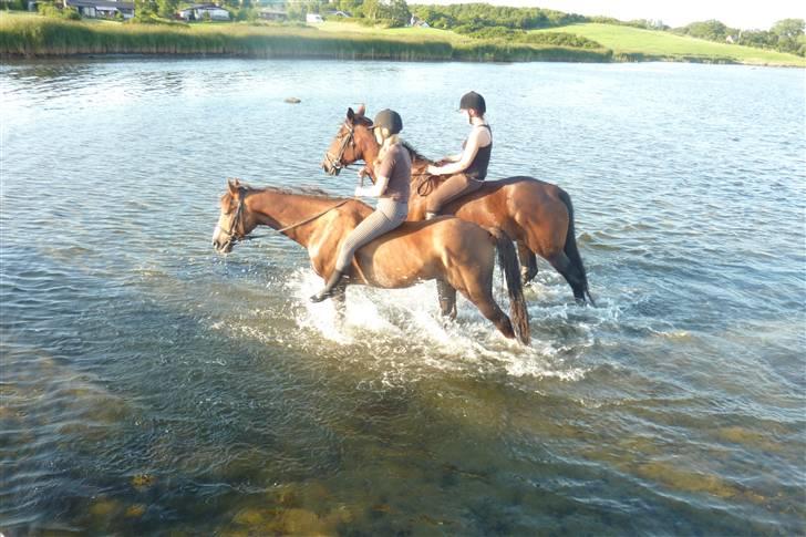 Hollandsk Sportspony Rico<3  billede 18