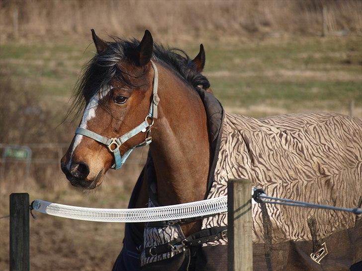 Anden særlig race Alex *gnu* billede 15