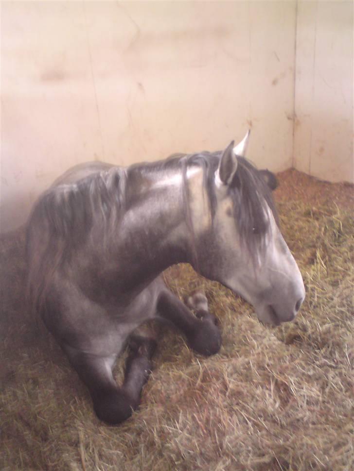 Lusitano Bizarro Da Cerca *bisse* billede 7