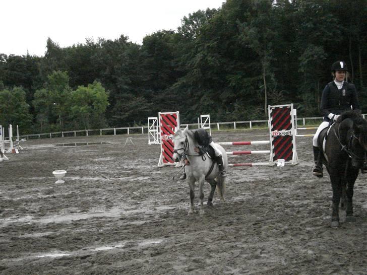 Welsh Mountain (sec A) Edelweis Rex SOLGT - rex der bliver nr: 3 over kat 2 og 1 billede 8