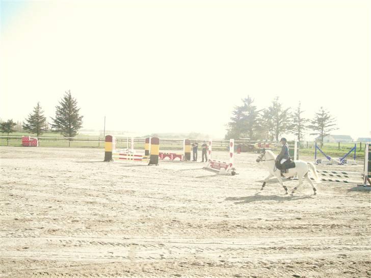 Welsh Pony (sec B) Korreborg's Gazella - gis der er på vej ind på banden billede 8