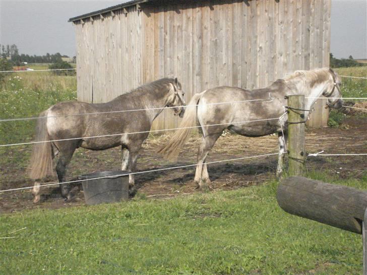 Welsh Pony (sec B) Korreborg's Gazella - gis og rex der er meget beskite hi hi :) billede 9
