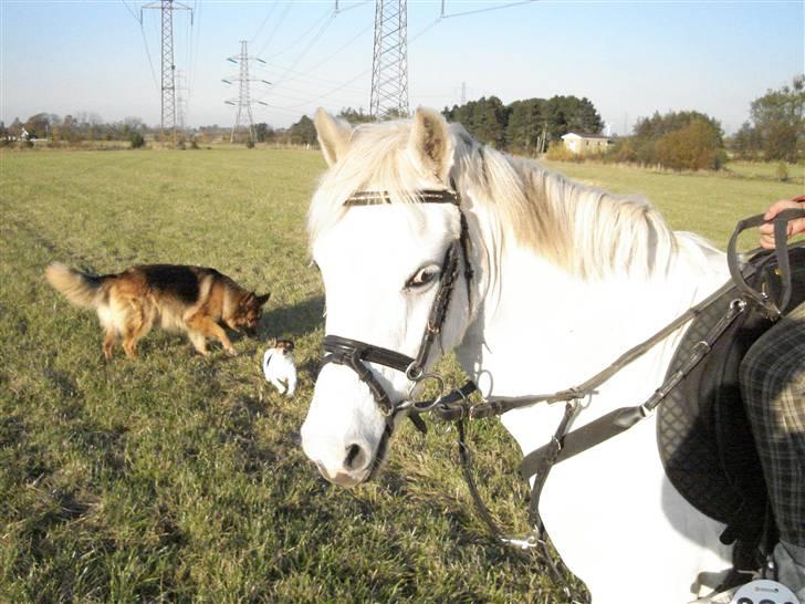 Welsh Pony (sec B) Korreborg's Gazella - gis der smiler til kameret <3 <3 <3  billede 10