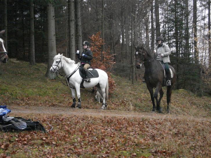 Welsh Pony (sec B) Korreborg's Gazella - gis der er i skoven :) :) :)  billede 11