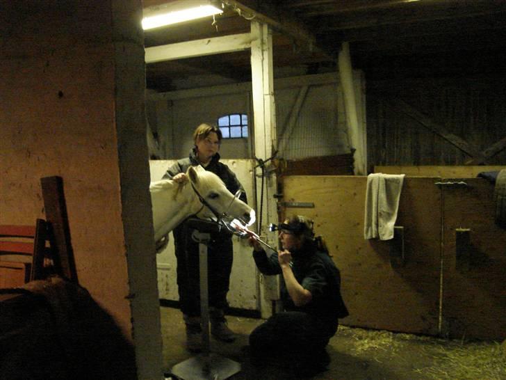 Welsh Pony (sec B) Korreborg's Gazella - gis der får tand læge billede 14