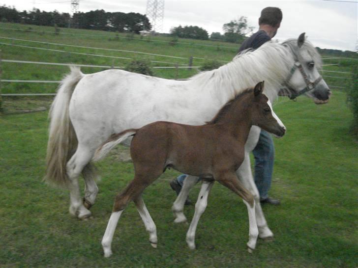 DSP Lundehuset's Helios billede 5