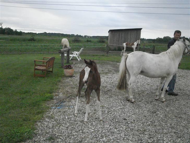 DSP Lundehuset's Helios billede 6