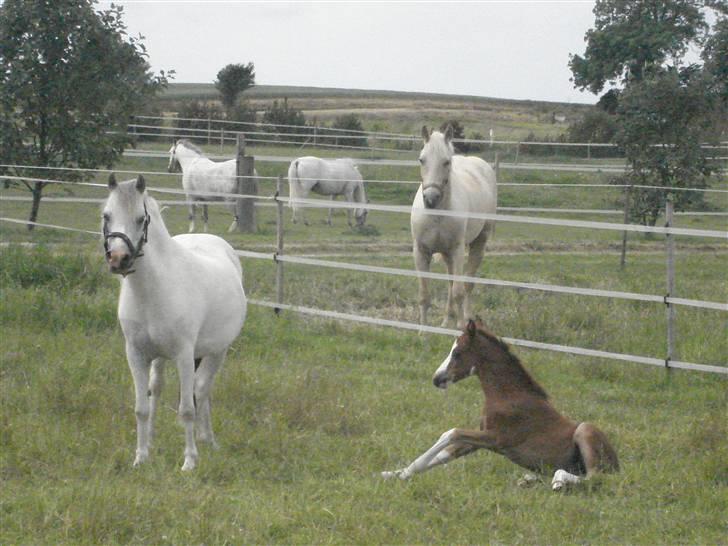 DSP Lundehuset's Helios - slapper lige af på numsen som de mennesker gør billede 7