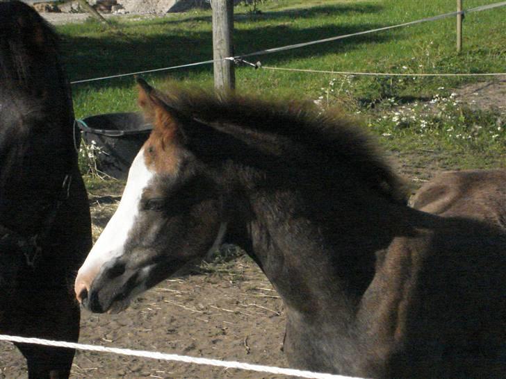 DSP Lundehuset's Helios billede 8