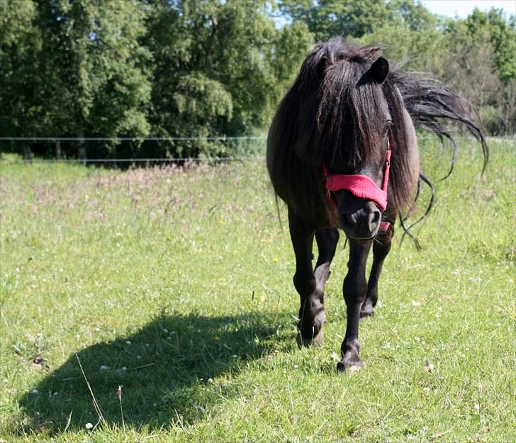 Anden særlig race Pedro - Pedro<3 Foto: Mig billede 4