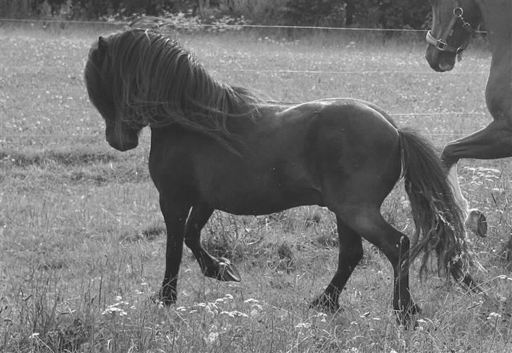 Anden særlig race Pedro - Fantasike Pony :D Foto: Mig billede 6