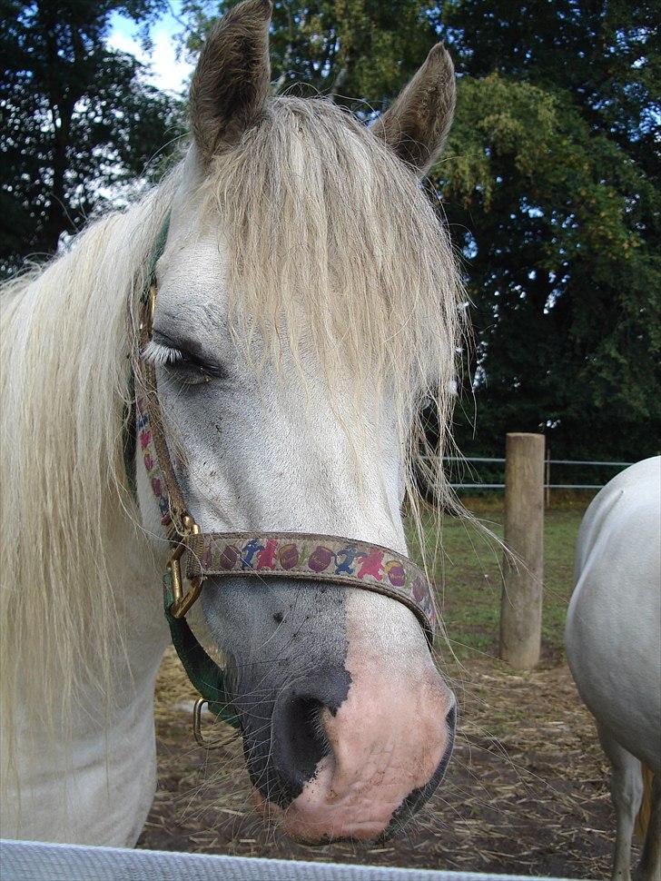 Welsh Mountain (sec A) Lundehuset's Misty SOLGT billede 1