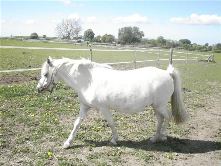 Welsh Mountain (sec A) Lundehuset's Misty SOLGT billede 3