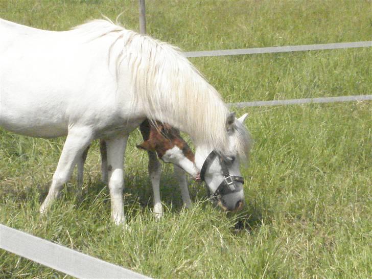 Welsh Mountain (sec A) Lundehuset's Misty SOLGT - Misty og hendes lille føl billede 4