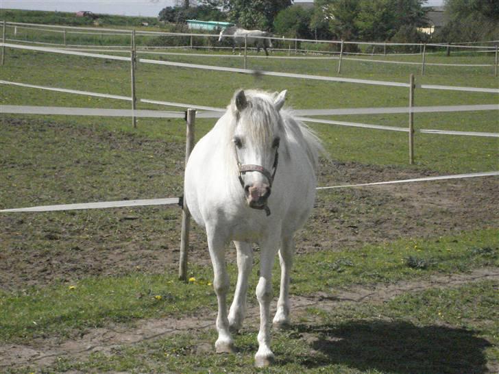 Welsh Mountain (sec A) Lundehuset's Misty SOLGT - Misty der er i fol  billede 5