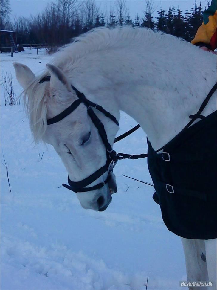 Arabisk fuldblod (OX) ~Solsikkens Ismail Ox~ - Jeg brændte en overgang at få Ismail til, at overvinde sin frygt for at få trukket noget over ørerne. Jeg forstår det stadig ikke den dag i dag, at det lykkedes mig at få ham til at bruge et almindeligt hovedtøj og at det lykkedes er nu bare et godt minde billede 3