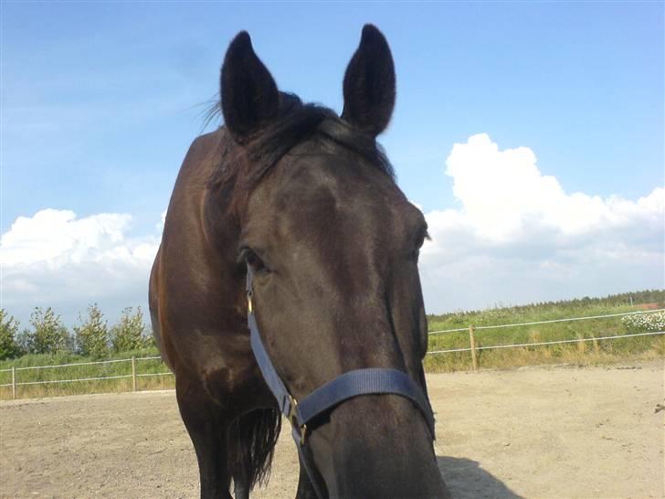 Anden særlig race Domingo billede 3