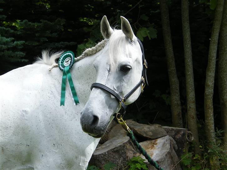 Arabisk fuldblod (OX) ~Solsikkens Ismail Ox~ - En ærgelig bom i hovedrunden i mini-klassen til stævnet på RVV, men vi kom på 3. pladsen da vi var så hurtige xD billede 7