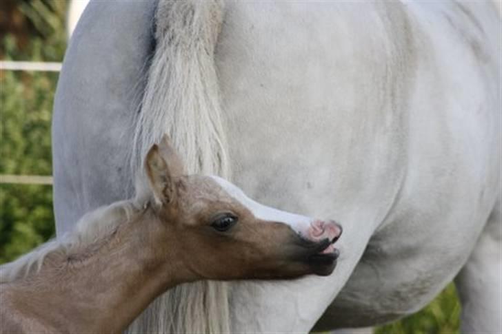 Welsh Pony (sec B) Lundehuset's Harmonie - pjuske der giner billede 15