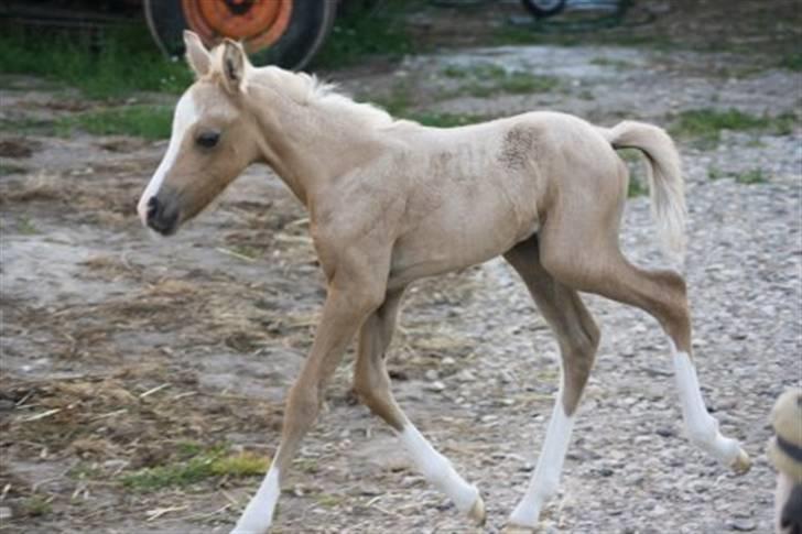 Welsh Pony (sec B) Lundehuset's Harmonie - pjuske der er på vej ind <3<3 billede 16