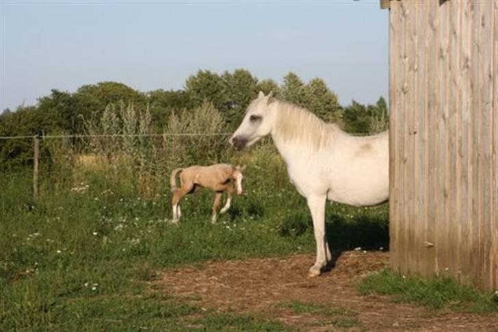 Welsh Pony (sec B) Lundehuset's Harmonie - pjuske der vil over til gis<3<3 billede 18