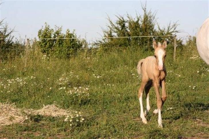 Welsh Pony (sec B) Lundehuset's Harmonie - pjuske der vil over til carmaraet billede 19