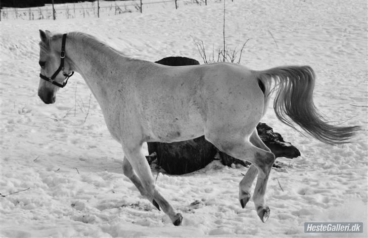 Arabisk fuldblod (OX) ~Solsikkens Ismail Ox~ billede 8