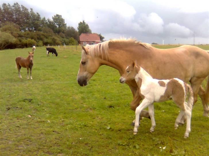 Anden særlig race Scirocco - D. 17. august 2009. Undskyld kvaliteten - er taget med mobil. billede 13