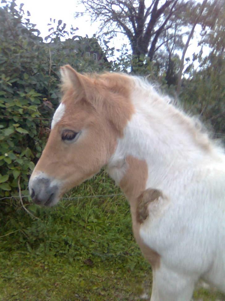 Anden særlig race Scirocco - D. 11. september 2009 - Undskyld kvaliteten, er fra mobilen.. Men se lige en lille, lækker hingstehals... ;D billede 14
