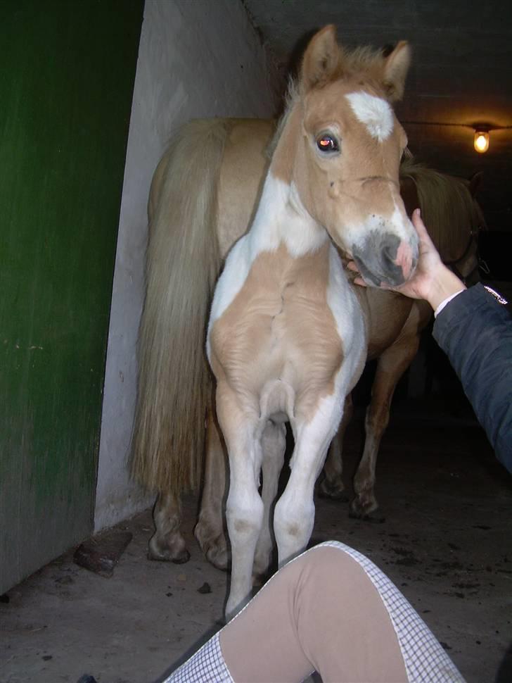 Anden særlig race Scirocco - D. 8. september 2009 billede 15