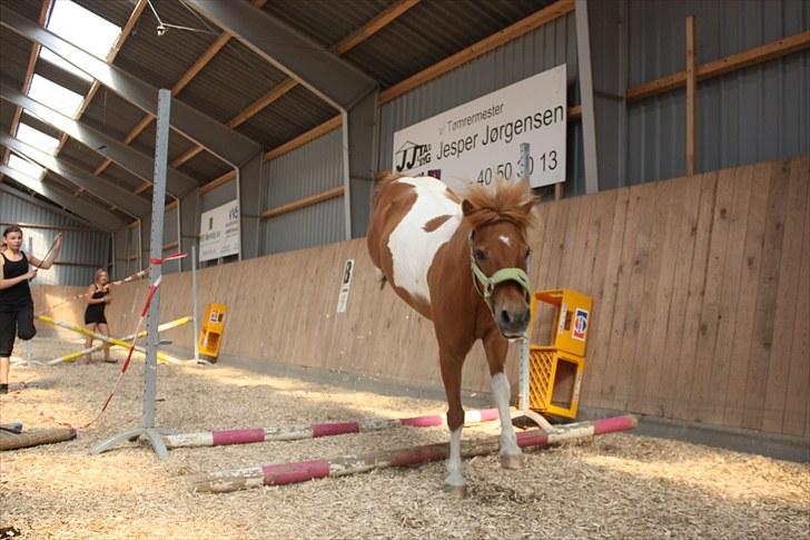 Shetlænder victor - victor der river en bom ned og håber højt over den ;D billede 13