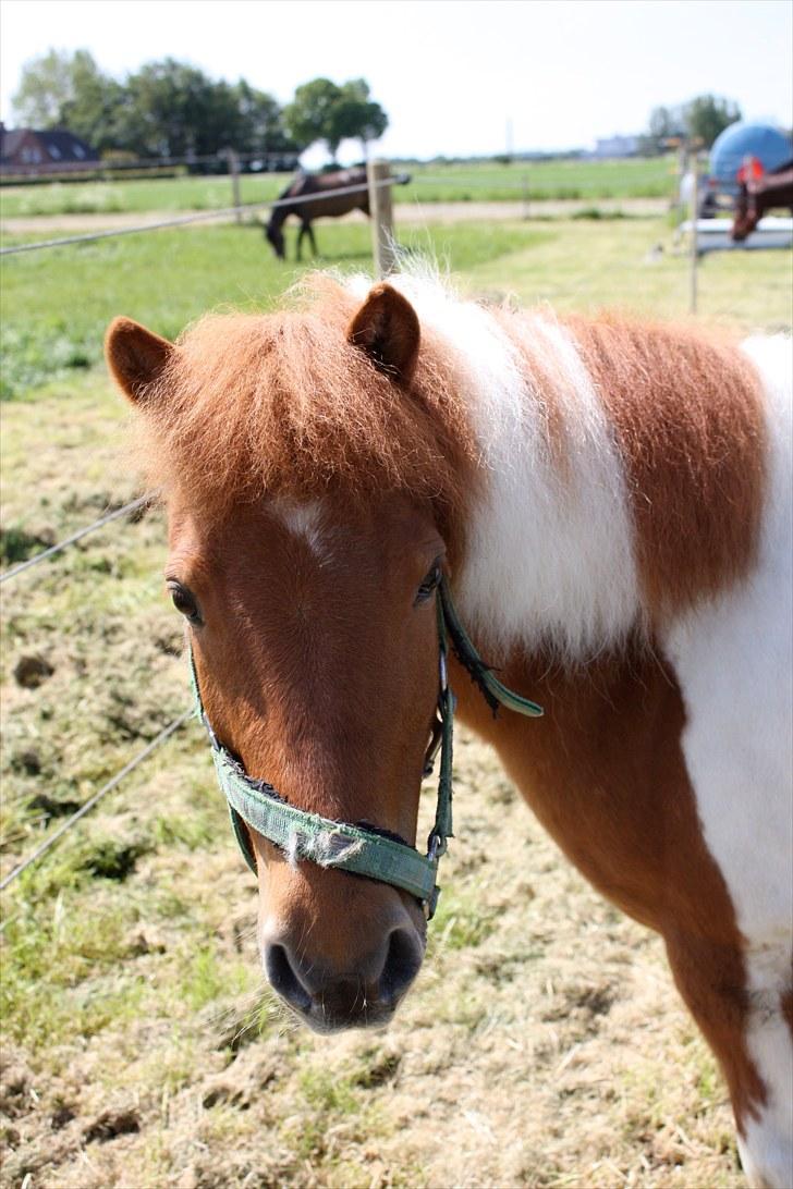 Shetlænder victor - hvor er du bare sød <3 billede 14