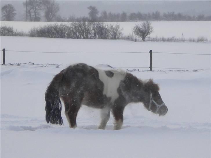 Shetlænder victor - victor der lige har rullet sig  billede 15