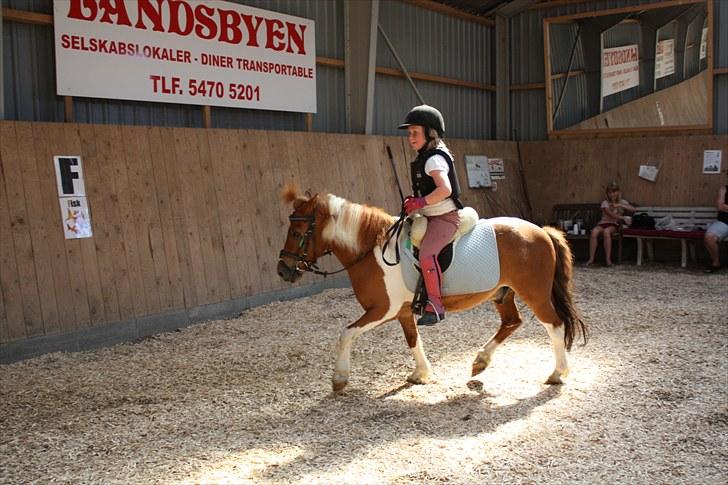 Shetlænder victor - <3 billede 16