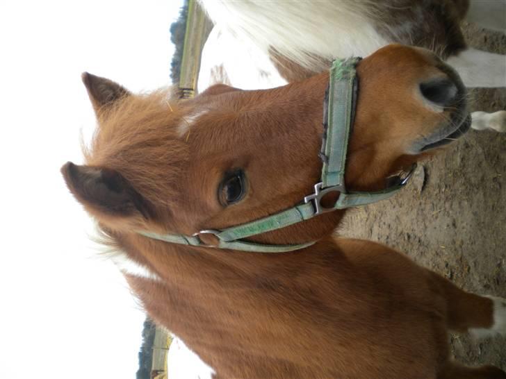 Shetlænder victor - hvor er du fin lille dreng billede 17