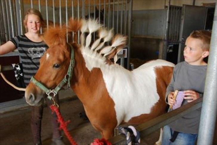 Shetlænder victor - hehe XD victor med punker hår XD billede 18