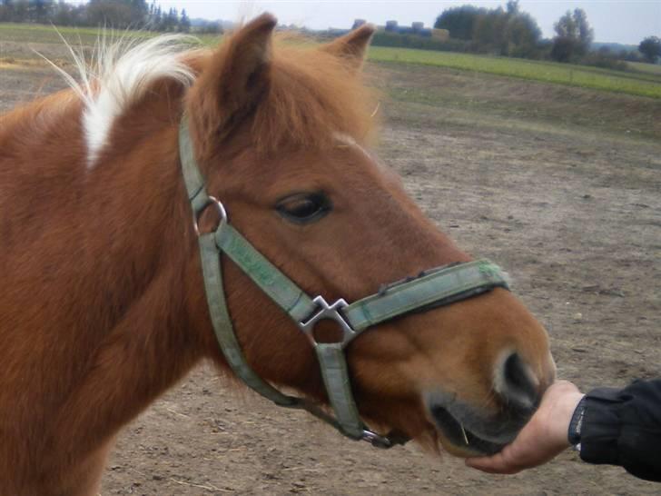 Shetlænder victor - øv har du ikke noget til mig  billede 19