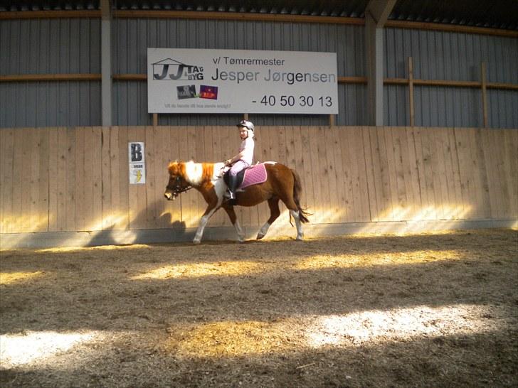 Shetlænder victor - victor bliver redet af en lille pige XD billede 20