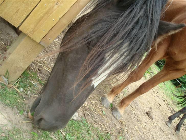 Anden særlig race Zelia   billede 3