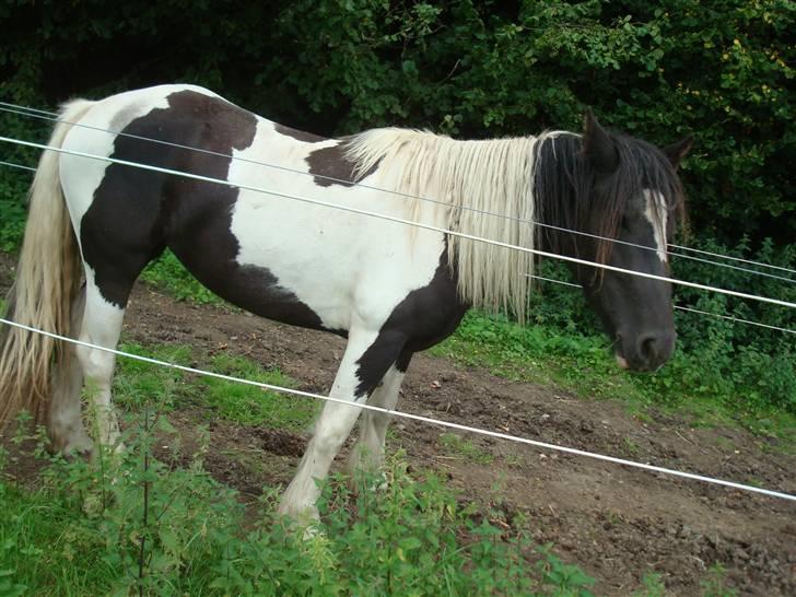 Anden særlig race Zelia   billede 4