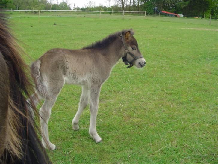 Islænder Ofeigur fra sortebrogård billede 4