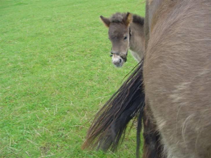 Islænder Ofeigur fra sortebrogård billede 5