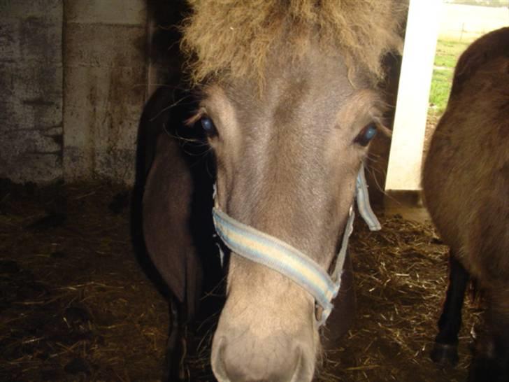 Islænder Ofeigur fra sortebrogård - nu er jeg blevet lidt ældre og har skiftet farve :) billede 6
