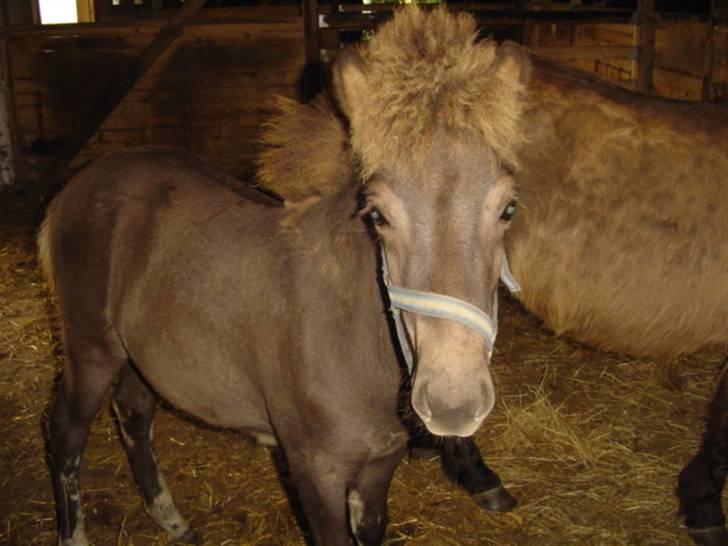 Islænder Ofeigur fra sortebrogård billede 7