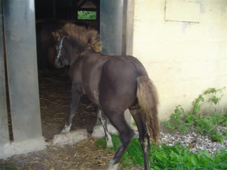 Islænder Ofeigur fra sortebrogård billede 8