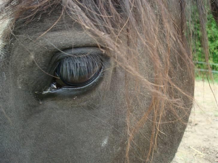 Anden særlig race Zelia   billede 5