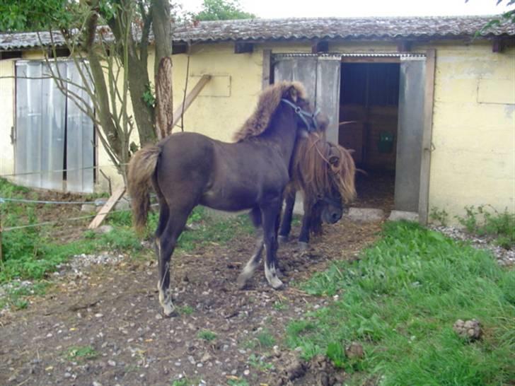 Islænder Ofeigur fra sortebrogård billede 9