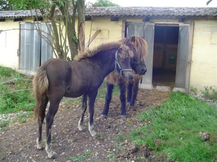 Islænder Ofeigur fra sortebrogård billede 10