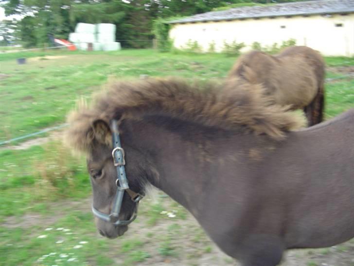 Islænder Ofeigur fra sortebrogård billede 11